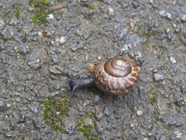 Gri asfaltta küçük bir salyangoz