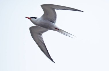 Beyaz Deniz sumru kuş