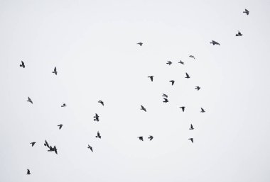 Uçan güzel karga. Gökyüzü