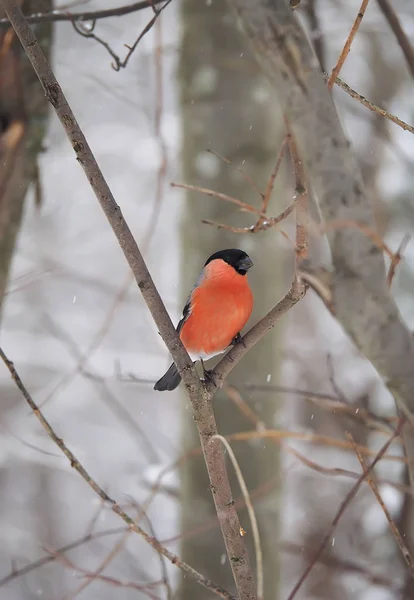 Bullfinch in the winter forest — Stock Photo, Image