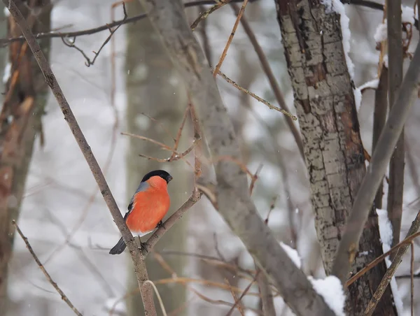 Bullfinch in the winter forest — Stock Photo, Image