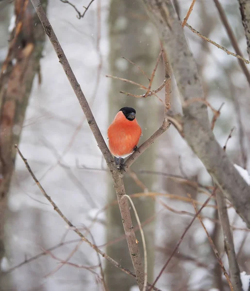 Gimpel im Winterwald — Stockfoto