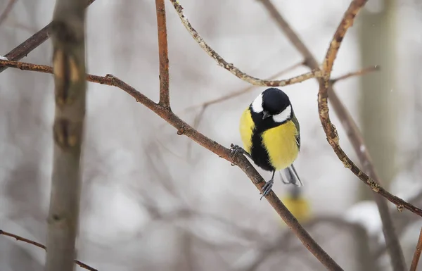 Titmouse in the winter forest — Stock Photo, Image