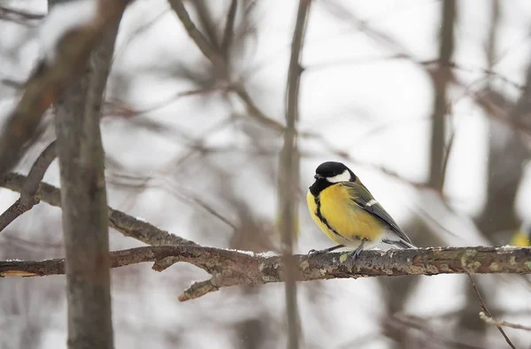 Titmouse en el bosque de invierno —  Fotos de Stock