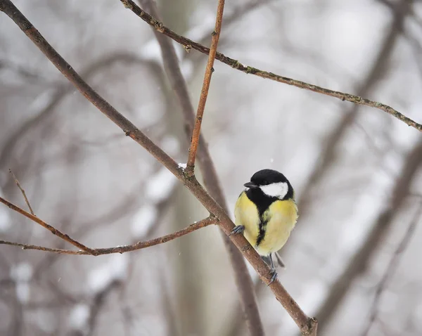 A téli erdő titmouse — Stock Fotó