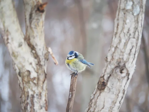 Titmouse in the winter forest — Stock Photo, Image