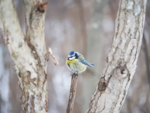 Mees in het winter forest — Stockfoto