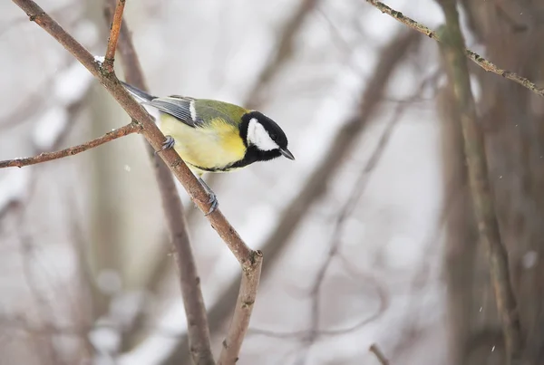 Titmouse in the winter forest — Stock Photo, Image