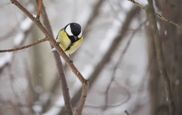 A téli erdő titmouse — Stock Fotó