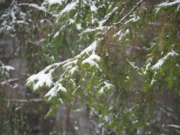 云杉树枝在冬天 — 图库照片
