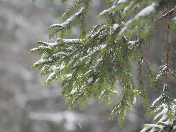 Spruce branches in the winter — Stock Photo, Image