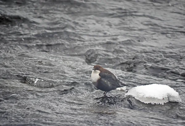 Contagocce sul fiume in inverno — Foto Stock