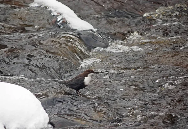 Trempette sur la rivière en hiver — Photo