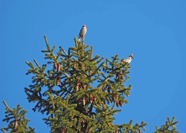 Wachsflügel auf einem Baum — Stockfoto