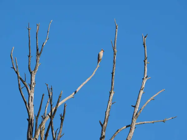 Wachsflügel auf einem Baum — Stockfoto