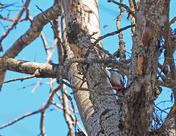 Pájaro carpintero en un árbol — Foto de Stock