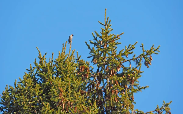 Wachsflügel auf einem Baum — Stockfoto