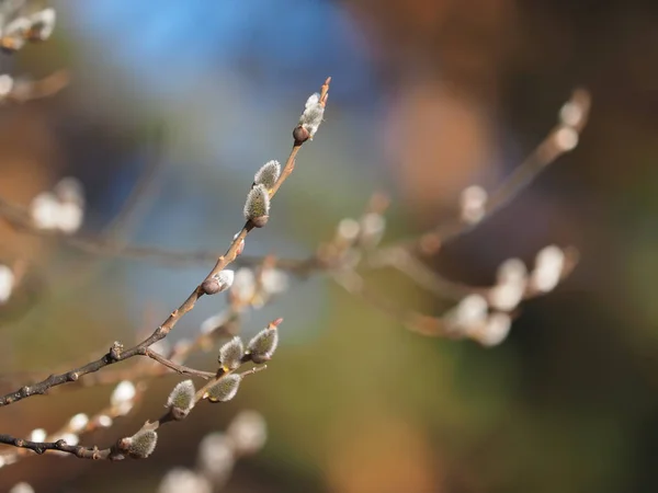 Willow kvistar i skogen — Stockfoto