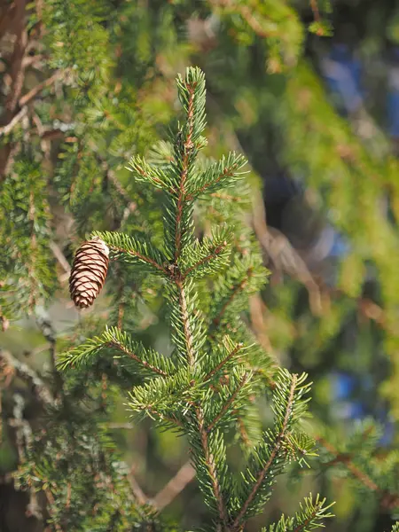 Lump in the woods — Stock Photo, Image