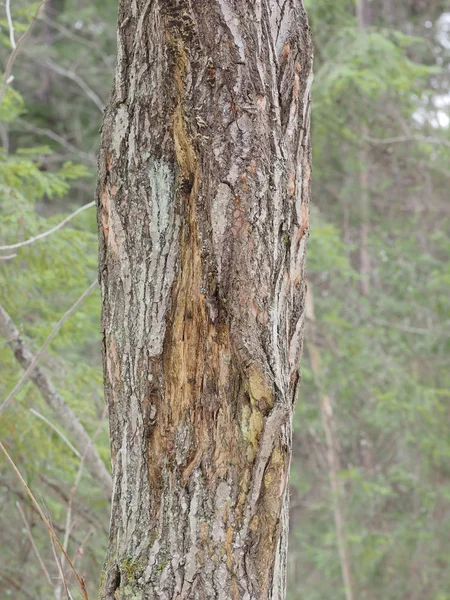 Batang pohon linden di taman — Stok Foto