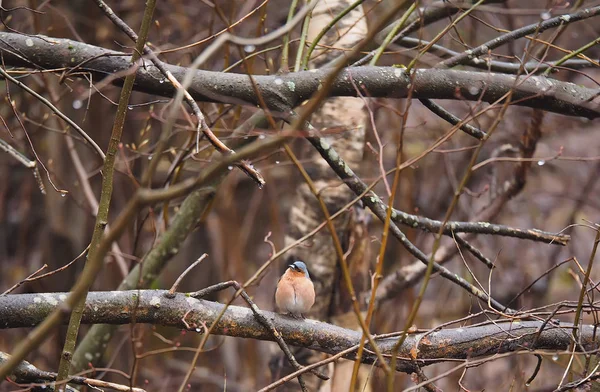 Finch na stromě — Stock fotografie
