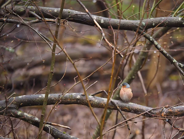 Finch na stromě — Stock fotografie