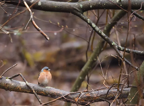 Finch em uma árvore — Fotografia de Stock