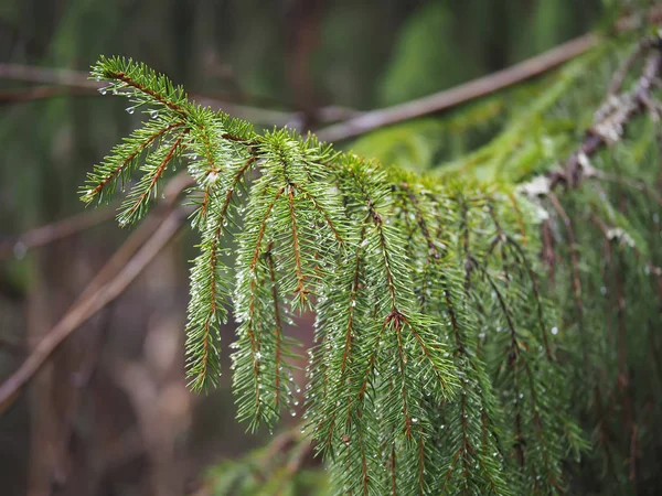 Branche de sapin dans la forêt après la pluie — Photo