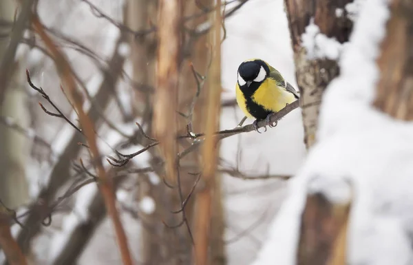 La mésange dans la forêt d'hiver — Photo