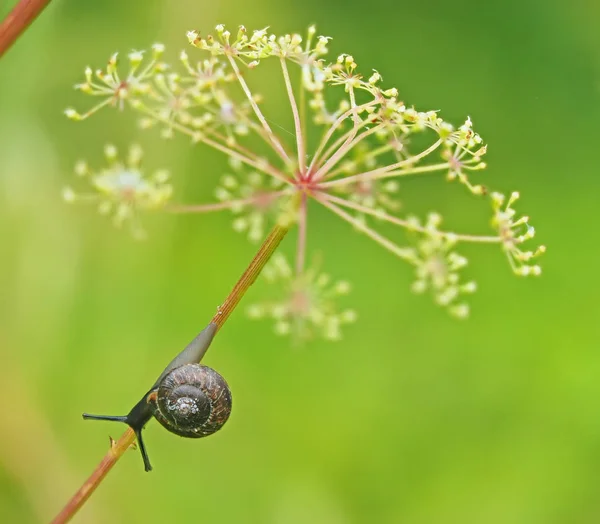 Snail on the grass in the forest — Stock Photo, Image
