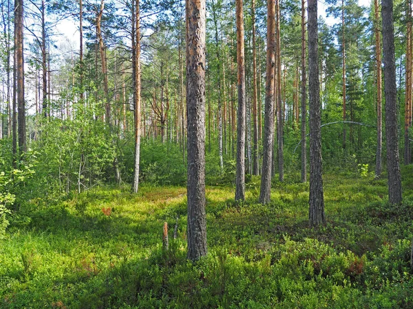 Im Wald. Sommer — Stockfoto