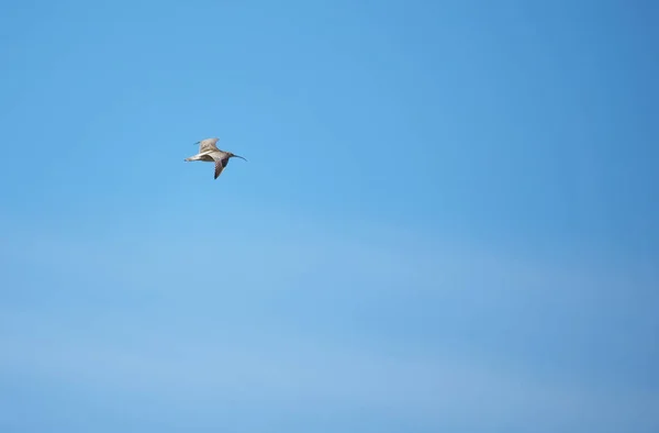 Песчаная птица в полете — стоковое фото