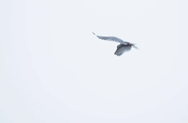 Stern vogel over de Witte Zee — Stockfoto