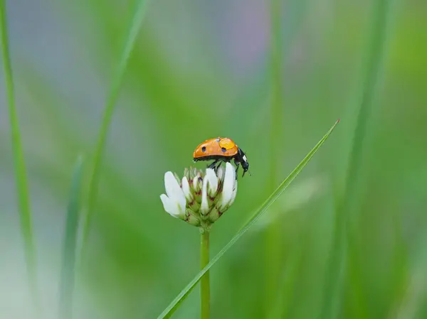 Coccinelle dans la forêt — Photo