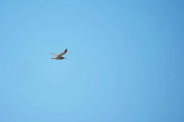 Pássaro sandpiper em voo — Fotografia de Stock