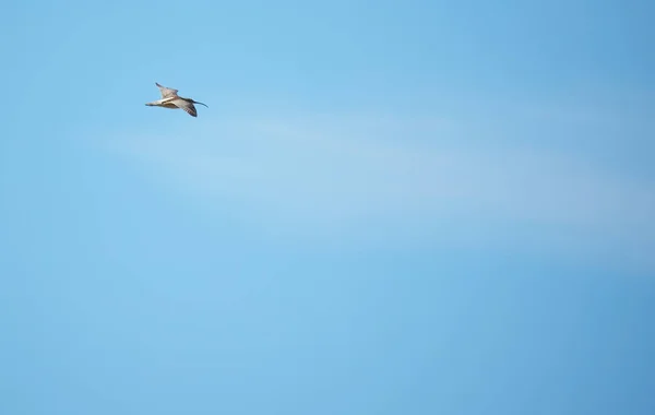 Sandpiper bird in flight — Stock Photo, Image