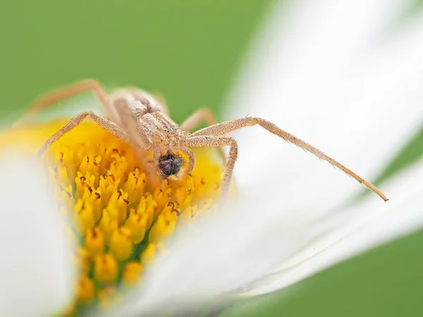 Spindel äter en fluga på en camomile — Stockfoto
