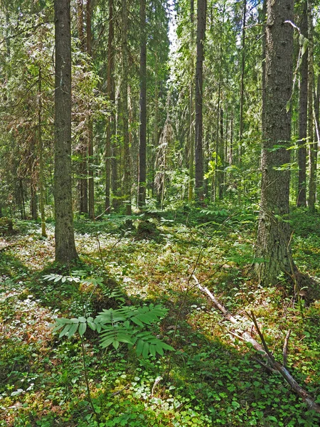 En el bosque. verano — Foto de Stock