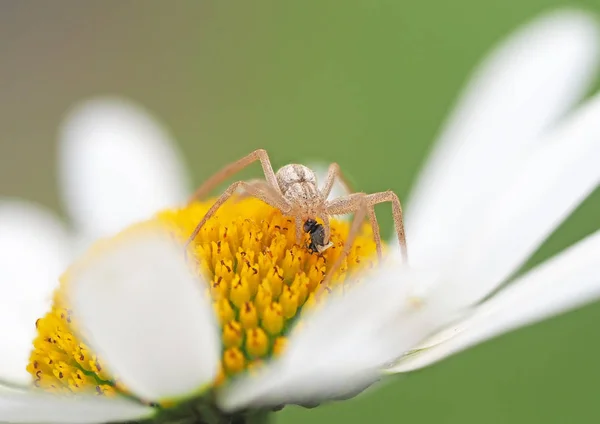 Pavouk jíst mouchu na heřmánkem — Stock fotografie