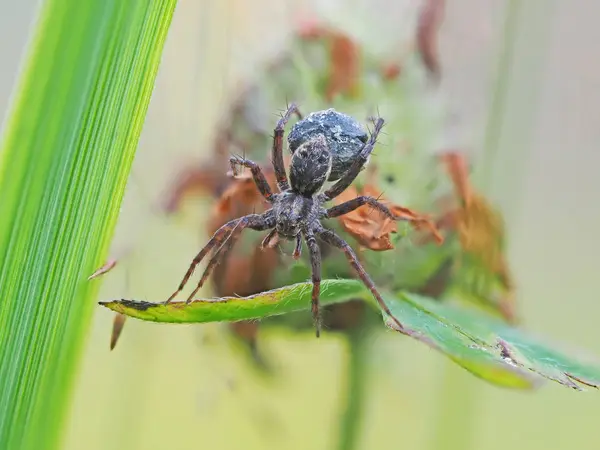 Örümcek ormanda — Stok fotoğraf