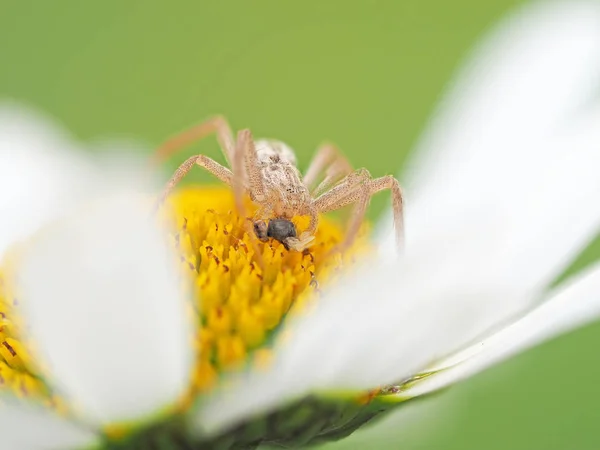 Spinne frisst eine Fliege an einer Kamille — Stockfoto