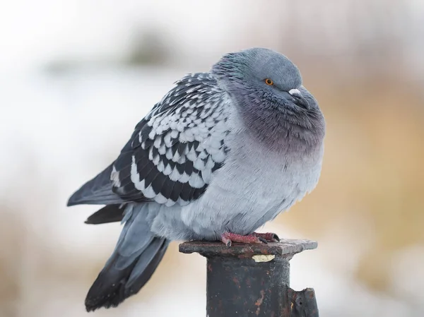 Porträtt Duva Vid Vattnet — Stockfoto