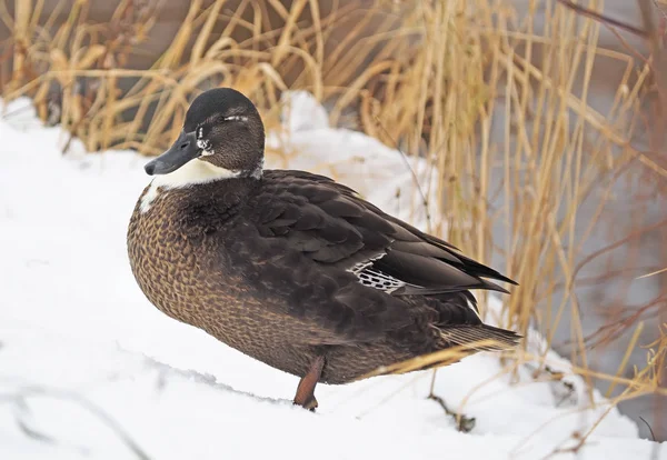 Canard Dans Neige — Photo