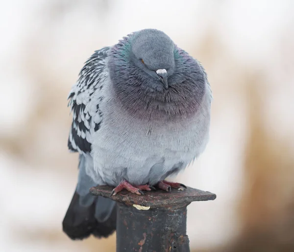 Portrait Pigeon Waterfront — Stock Photo, Image