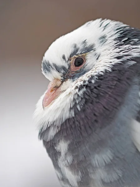 Portret Gołębia Nabrzeżu — Zdjęcie stockowe