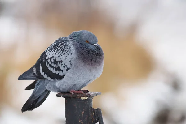 Portrait de pigeon sur le front de mer — Photo