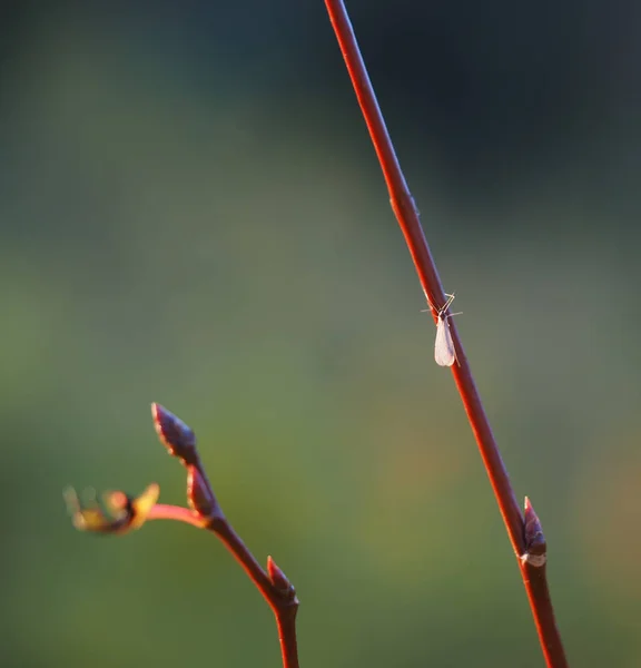 Moustique sur la brindille — Photo