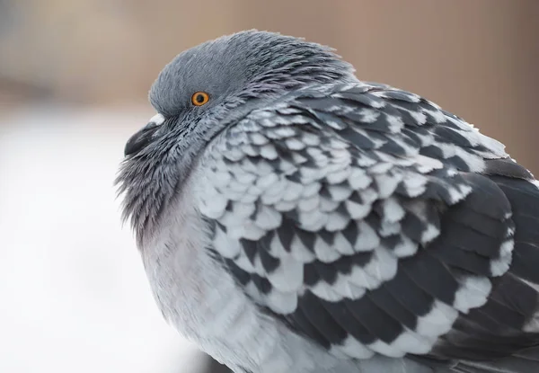 Portrait de pigeon sur le front de mer — Photo