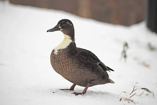 Karda ördek — Stok fotoğraf