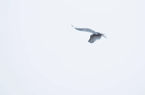 Pássaro Tern no Mar Branco — Fotografia de Stock